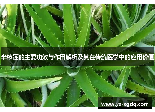 半枝莲的主要功效与作用解析及其在传统医学中的应用价值 半枝莲的主要功效与作用解析及其在传统医学中的应用价值